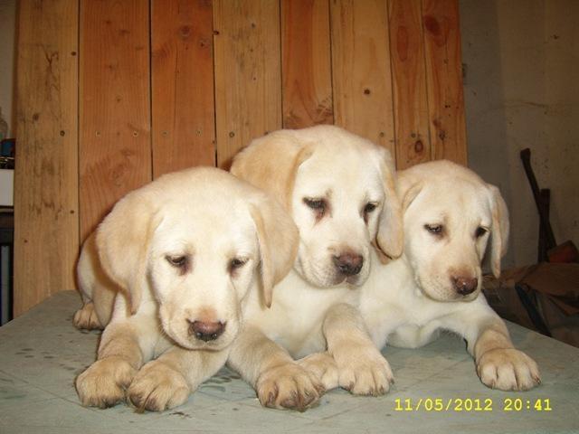 Stenci-Labrador-Retrivera
