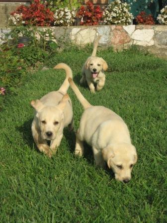 Labradori