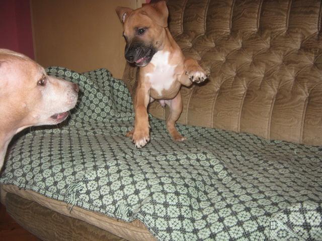 Musko-stene-PIT-BOOL-