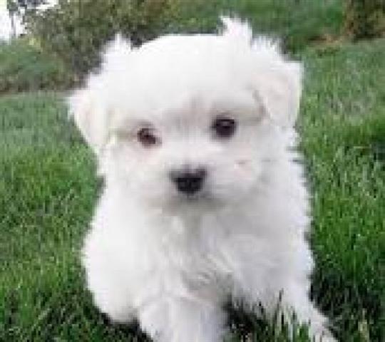 Maltezer