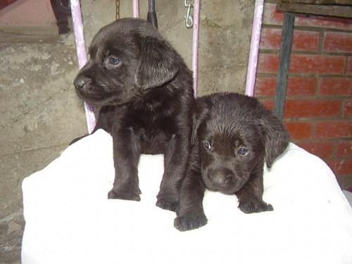 Labrador-retriver-stenad