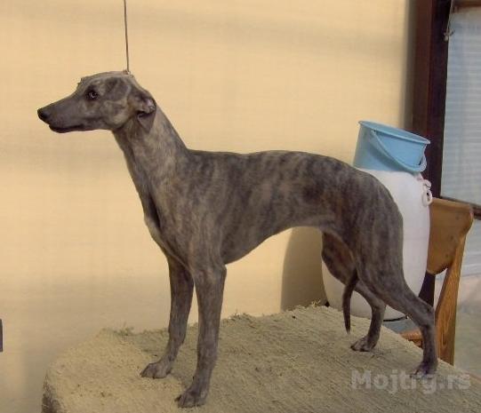 Whippet Mali Engleski Hrt Novi Sad