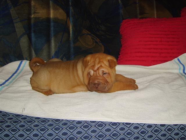 sar-pei