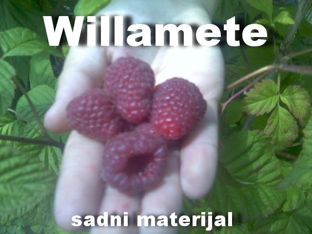 SADNICE MALINE SORTE WILAMET