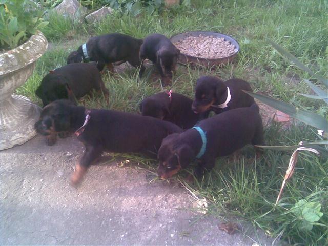 Stenci dobermana