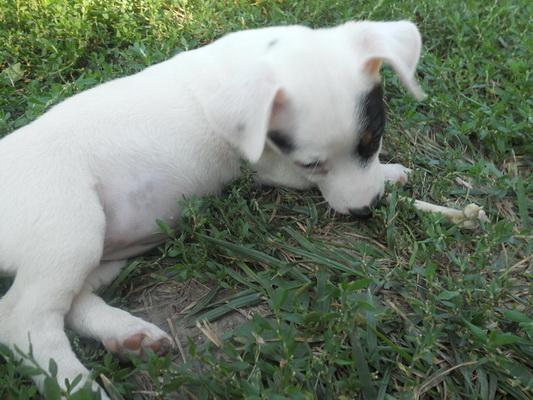JACK-RUSSELL-TERRIER