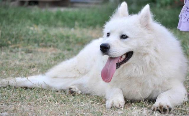 SAMOJED NA PRODAJU