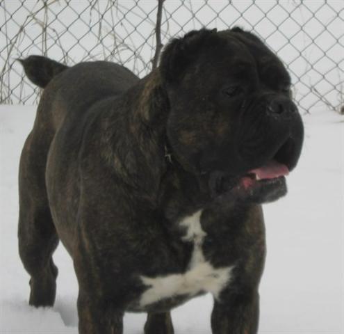 Cane-Corso