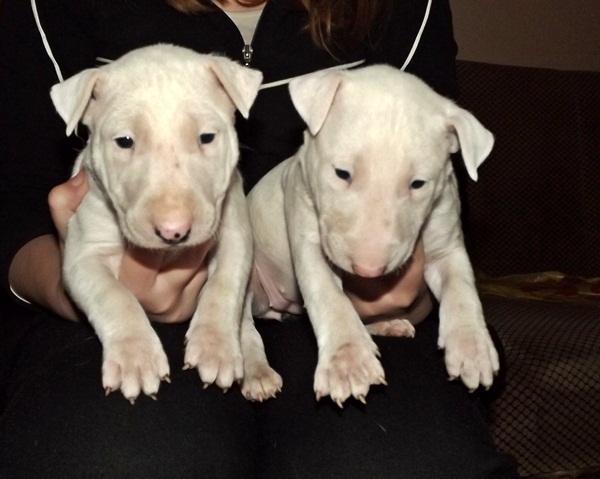 BULL TERRIER
