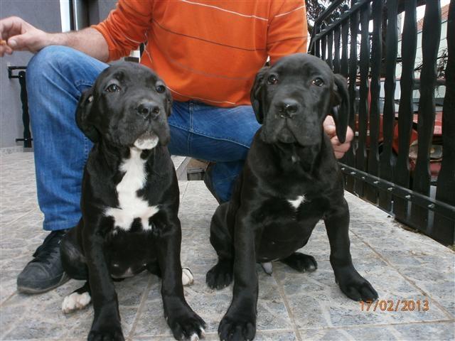 Cane Corso stenci 