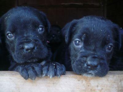 Stenci Cane Corso