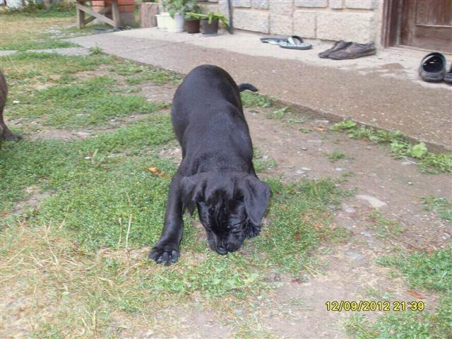 -Stenad-Cane-Sorso