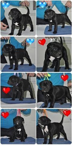 CANE CORSO STENCI