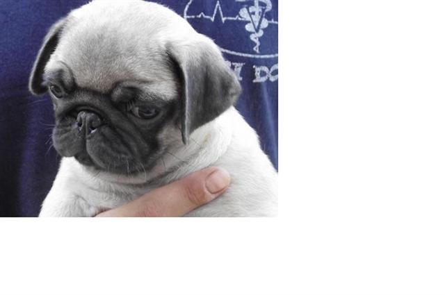 MOPS ŠTENAD