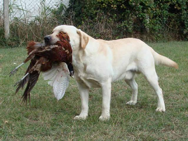 Labrador---stenci-i-mladi-psi-