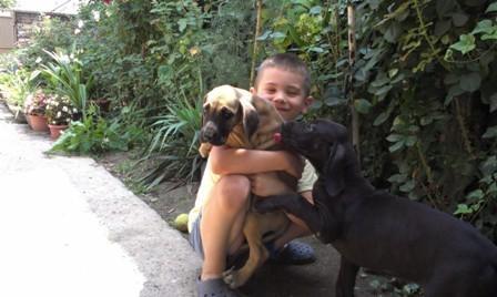 Nemacka doga !!!