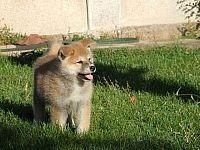 AKITA INU