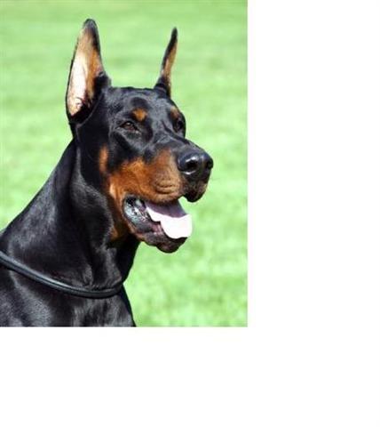 Stence dobermana