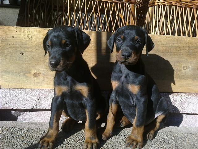 Doberman-stenci-