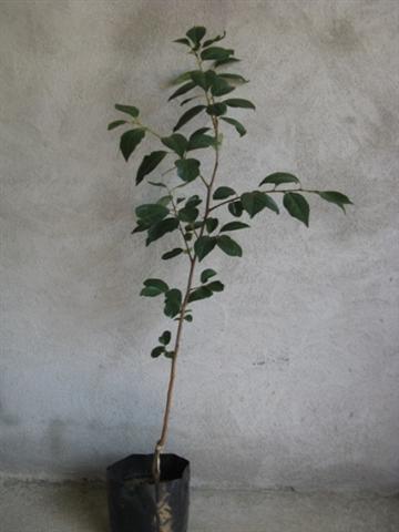 Sadnice-raznih-vrsta-voca