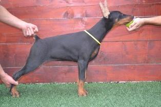 DOBERMAN-stenad-na-prodaju