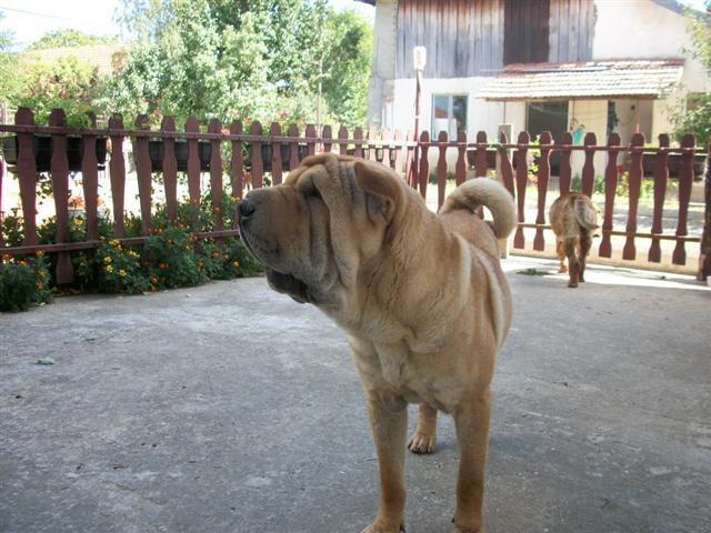 sar-pei