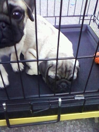 Mops stenci