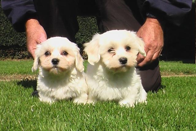 MALTEZERI vrhunska stenad