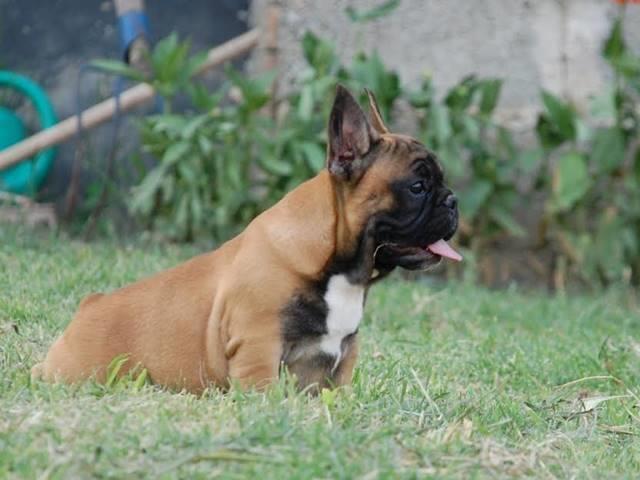 Francuski-buldog--štenci-