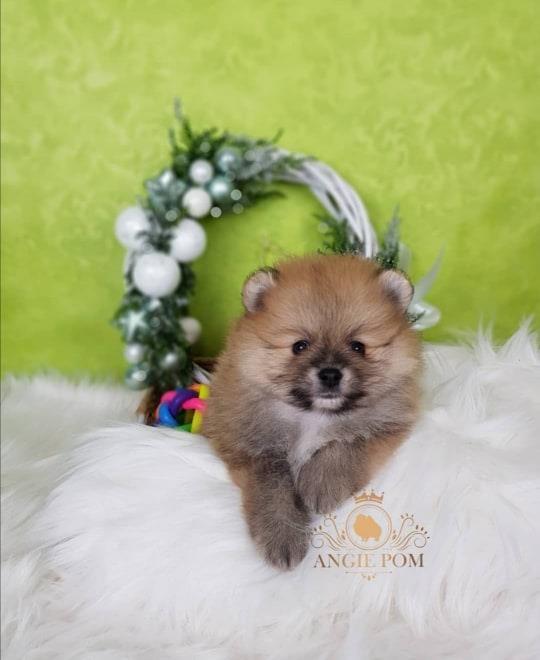 Mini-Boo