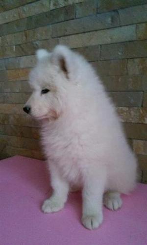 Samojed stenci