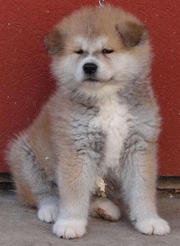 Akita inu 