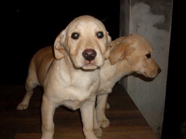 LABRADOR---stenad