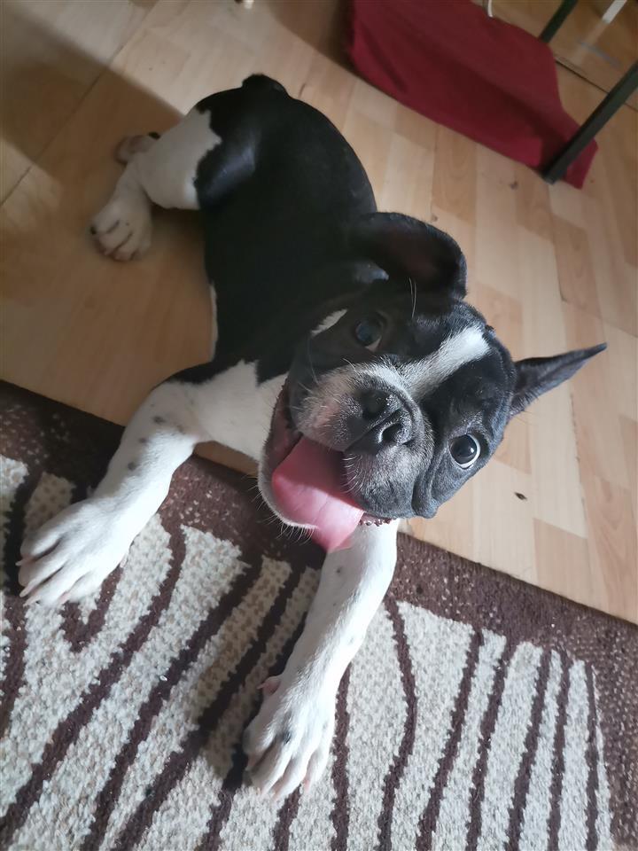 Francuski-buldog-