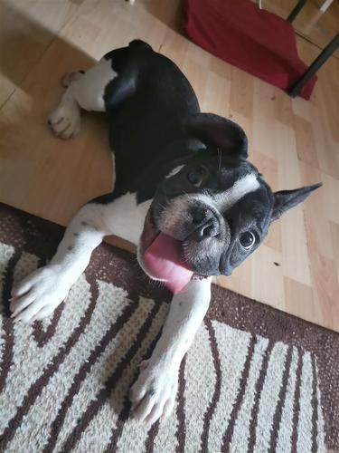 Francuski buldog 