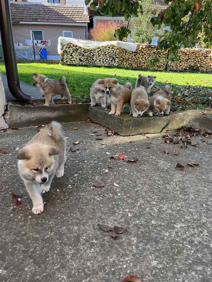 Akita-Inu-