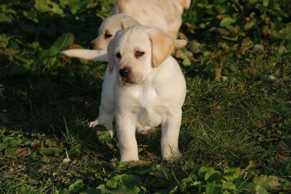 Labrador-stenci-