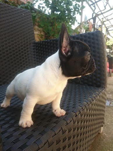 Francuski-Buldog-