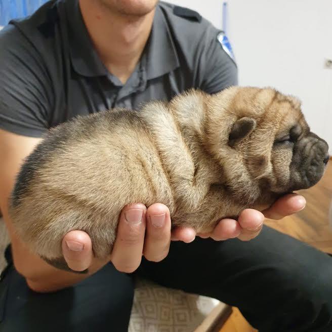 Shar-Pei-stenci-