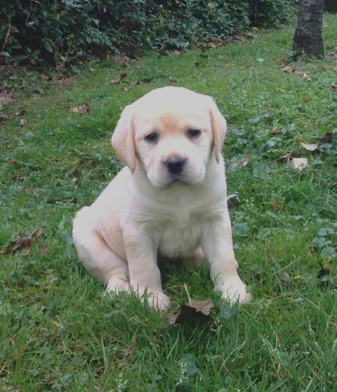 Labrador-retriver--štenci