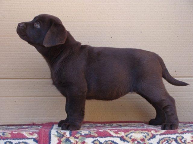 Labrador