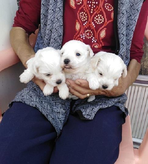Maltezer-