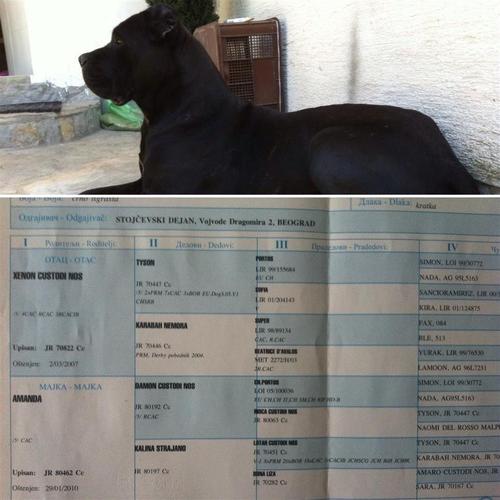 Cane corso super papy
