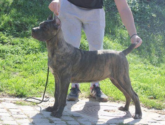 Cane-corso-štenci