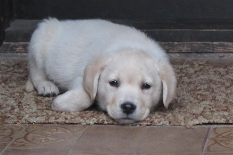 labrador-retriver-stenad