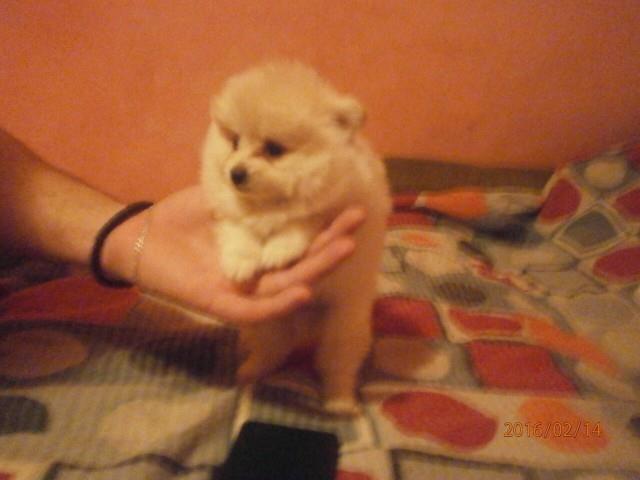 Nemački-špic-pomeranac