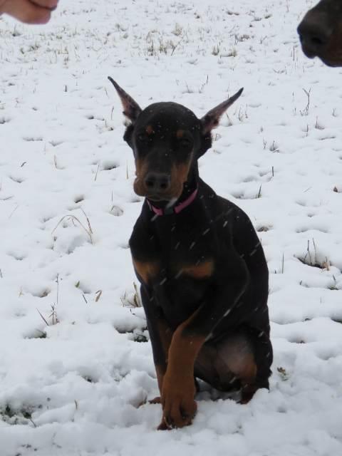 Doberman-štenci