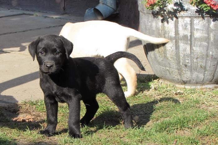 labrador-retriver-stenad