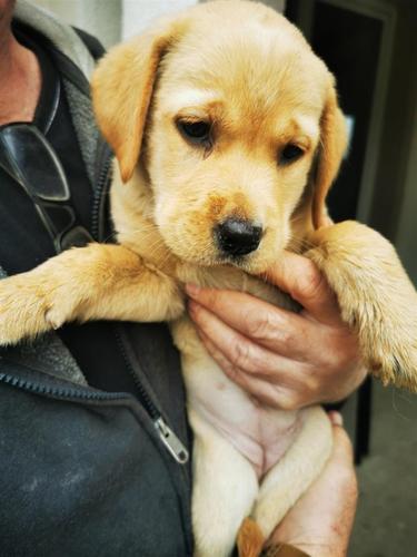 Stene labrador retrivera