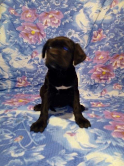 Cane-corso-stenci